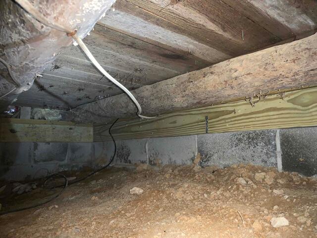 Mold and Mildew Growth on Floor Joists