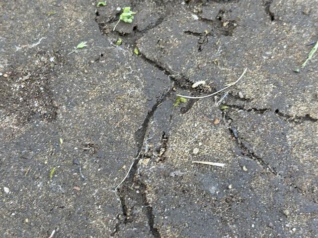 After treating the home, in a short amount of time, the termites will be exterminated.