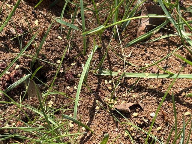 We applied some granular bait throughout the landscape.