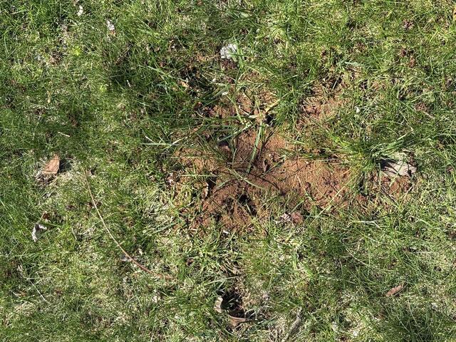 A short time later, the ants will be eliminated.