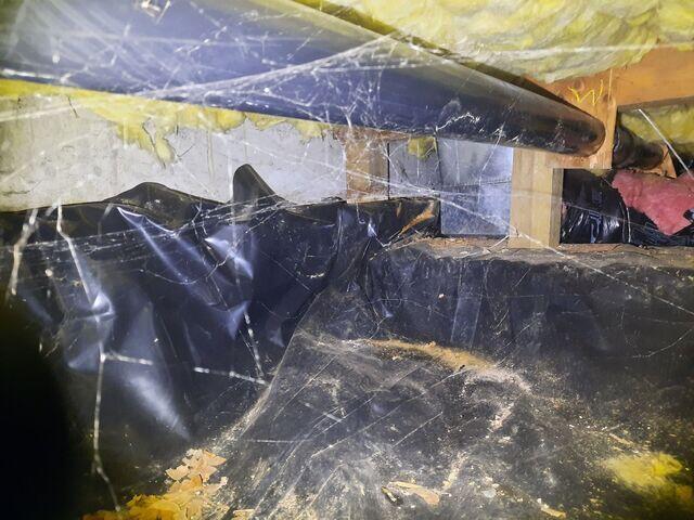Crawl space filled with pests and spider webs