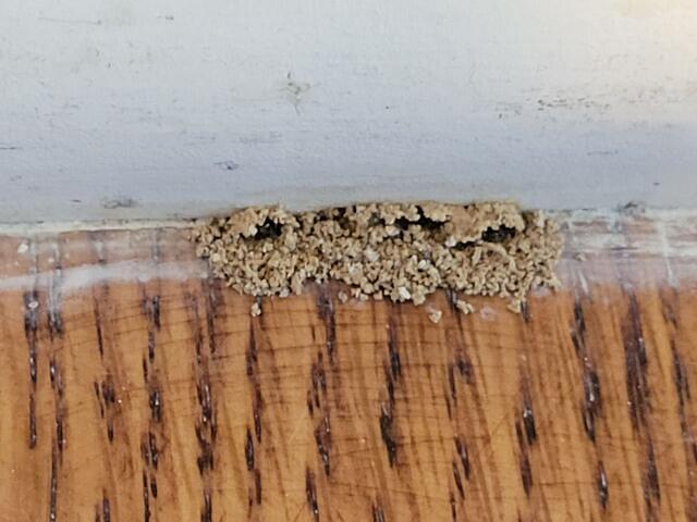 Here we found one of the mud tubes in the kitchen.
