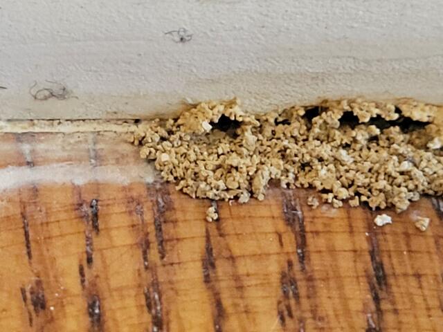 Termites utilize these tunnels to travel to and from their nest when foraging for food.