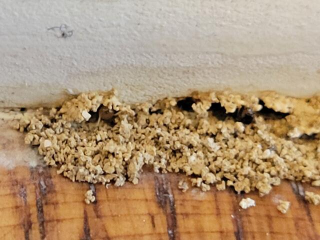 Once we apply our termiticide, the home will be protected from termites for many years.