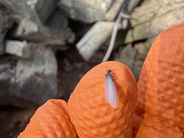 Here's a close up of one of the termite swarmers.