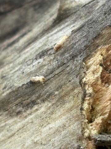 Once the subterranean termites come in contact with our termiticide, in a short amount of time, they'll be neutralized.