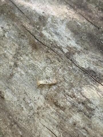 The stump was heavily infested with these wood-destroying pests.