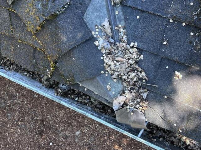 Gutter and Shingle with debriefs