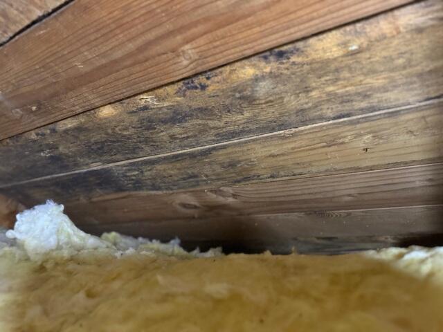 Mold on subfloor behind sagging fiberglass