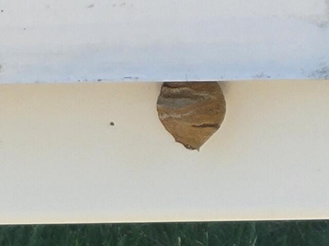 It may be small now, but if left alone, the nest will get bigger and have even more paper wasps inside.