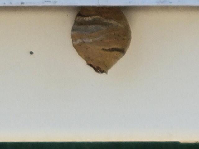 After treating the nest, we're going to remove and dispose of it properly.