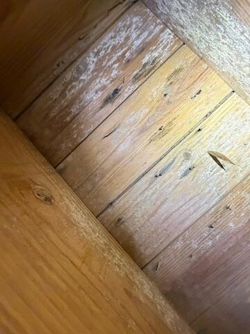 Mold can decay the wood that supports the floor above. If not treated it could lead to extensive damages.