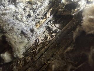 Subterranean termites can cause the most damage of any termite species. They eat wood 24 hours a day, seven days a week and over time, subterranean termites can critically damage a building structure!