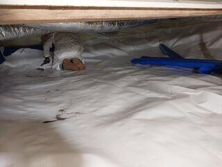 During: Our Foreman, Franklin, and his crew successfully encapsulated the entire crawl space.