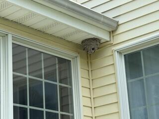 The nest was tucked away underneath a portion of the soffit right by the back door!