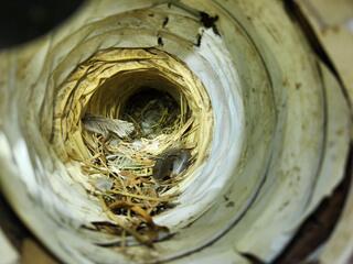 Each one was clogged with an abundance of nesting debris.