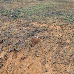 We found a large amount of cicada killer wasps and their burrows throughout the landscape.