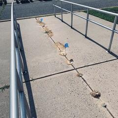 Each one of the cicada killer wasp burrows were lined up along the walkway.