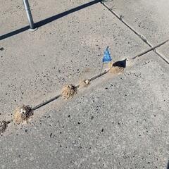 During the burrowing process, female cicada killers can displace several pounds of dirt making a big mess and damaging the roots of plants.