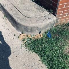 With our treatments, the cicada killer wasps will be neutralized in a short amount of time.