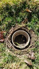 clogged pipes improper filter to the gutters above, causes this