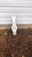 IceGuard discharge line solution