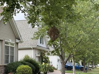 The bald-faced hornets were hanging in a tree in the front yard.