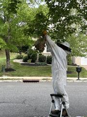 Taking down the nest...