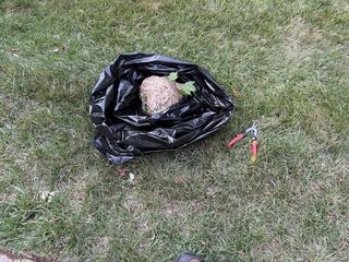 ...and now disposing of the nest properly.