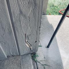 Here's some of the termite damage that we found in the garage.