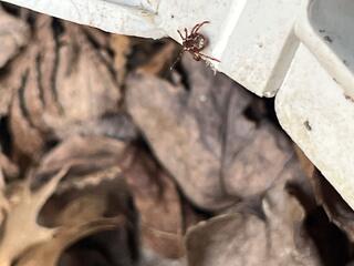 Ticks Found on Our Rodent Bait Station in Little Silver, NJ