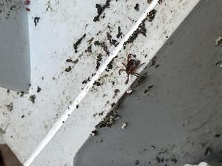 And here's another. These are American dog ticks.