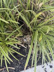 Here's one of the in-ground nests....