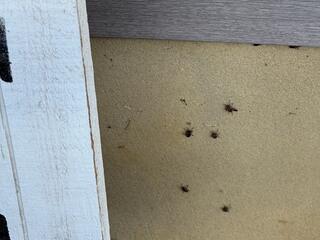 Boxelder bugs aren't dangerous, but they can be a huge nuisance.