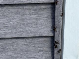 Upon a closer inspection, we noticed that they were emerging from several small crevices in the side of the home.