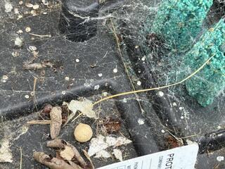 Although deaths from black widows are rare, their venom is approximately 15 times stronger than a rattlesnake's