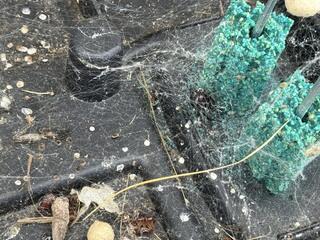 That's a Black Widow in the Bait Station in Robbinsville, NJ