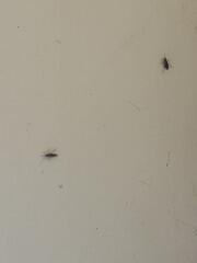 Everywhere we turned, we spotted a ton of cockroaches.