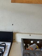 The majority of the infestation was located in the kitchen.