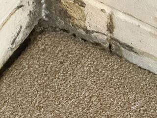 After we get rid of the mold, the owner will add new carpet to his office.