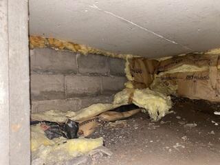 Before: Our Design Specialist, Mac, recommended encapsulating the entire crawl space.