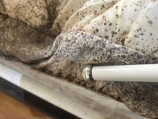 The entire bed, the frame, the mattress, and sheets were loaded with bed bugs! We even found them in her shoes too!