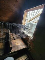 We also temporarily enclosed the area with hardware cloth to insure that the raccoon