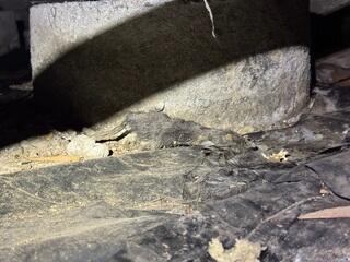 Both active and dead rodents filled this crawl space with unpleasant odors, filling the home with these smells.