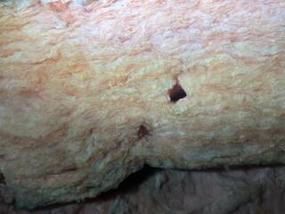 Mice will often tunnel in the insulation to create a warm nesting place.