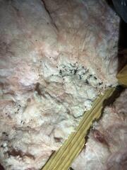 ...and caused quite a mess in the attic!