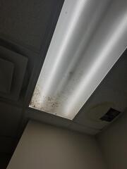 Commercial Mitigation and Mold Cleanup Services
