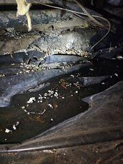 Addressing Water in a Very Wet Crawl Space in Portland, OR