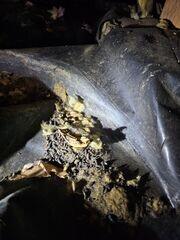 Chewed vapor barrier and rodent droppings.