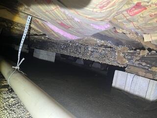 This was one of the photos our inspector snapped themselves. The homeowner couldn't believe all the amount of mold breathing beneath their living room.